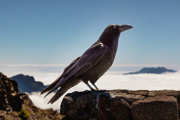 Crow at top Roque de los Muchachos viewpoint, La Palma