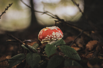 amanita muscaria fly agaric fly mushroom in forest close up autumn