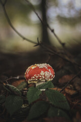 amanita muscaria fly agaric fly mushroom in forest close up autumn