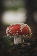 fly mushroom in forest amanita muscaria fly agaric autumn