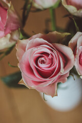 beautiful pink rose on a wooden background