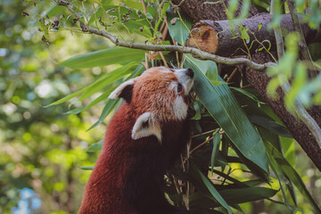 red panda eating bamboo, close up, Ailurus fulgens