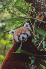 red panda eating bamboo, close up, Ailurus fulgens