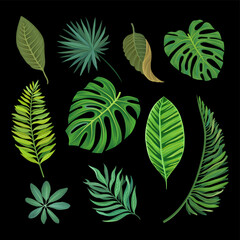 Naklejka premium Green Tropical Leaves and Botany Isolated on Black Background Big Vector Set