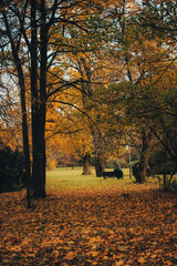 Fototapeta premium autumn in the park, warm colours, sunny afternoon during fall, path and trees, czech nature