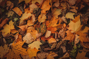 autumn leaves on the ground, wallpaper, colours of fall, texture, colourful