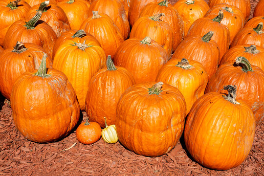 Full size and mini-pumpkins on display at a market in Georgia.