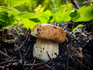 Close-up of a porcine mushroom