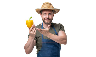 man in apron and hat with sweet pepper vegetable isolated on white. presenting product