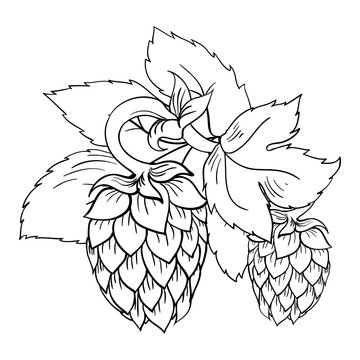 Hops plant branch. Black and white PNG illustration with transparent background