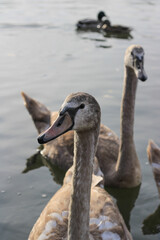 young swans on the lake with their parents, swanlings, cygnets, Cygnus olor, mute swan