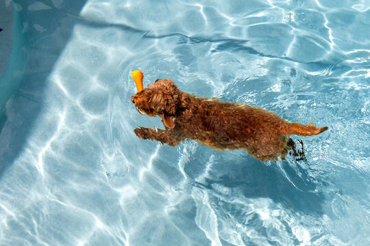 Miniature Golden Doodle Swimming In Salt Water Pool Playing Fetch