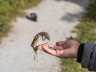A woman feeds birds from the palm of her hand.