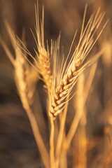 Fototapeta premium Wheat ready for harvest in the Palouse hills.