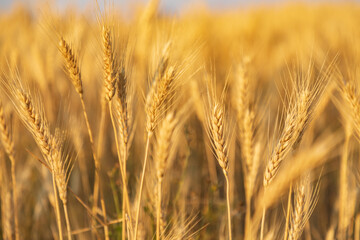 Fototapeta premium Wheat ready for harvest in the Palouse hills.