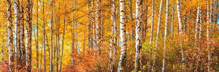 Bosquet de bouleaux le jour d& 39 automne ensoleillé, beau paysage à travers le feuillage et les troncs d& 39 arbres, panorama, bannière horizontale