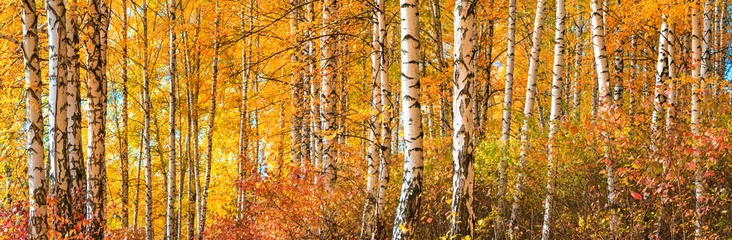 Foto op Plexiglas Berkenbos op zonnige herfstdag, prachtig landschap door gebladerte en boomstammen, panorama, horizontale banner © rustamank