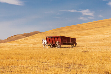 Fototapeta premium Horse drawn threshing farm equipment.