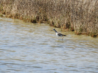 A greater yellowlegs sandpiper wading in the shallow waters of the Pea Island National Wildlife Refuge, Outer Banks, Dare County, North Carolina.