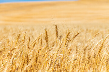 Mature wheat ready for harvest. © Emily_M_Wilson