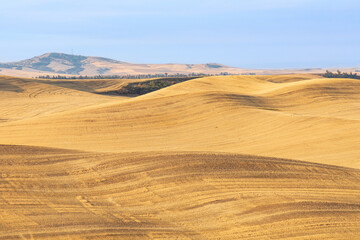 Fototapeta na wymiar Wheat fields in the Palouse hills.