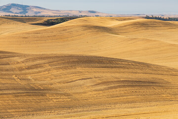 Wheat fields in the Palouse hills.