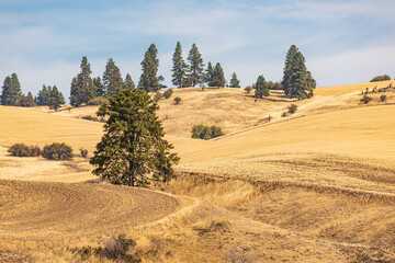 Obraz premium Wheat fields in the Palouse hills.