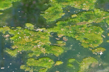 Colonies of a major group of algae (diatoms) 