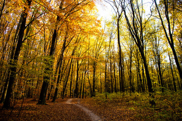Fototapeta premium autumn forest in september with yellow leaves, fall