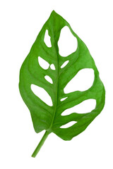 Isolated tropical leaf of Monstera Adansonii also called Monstera Monkey. High details macro shot image. PNG file with transparent background.