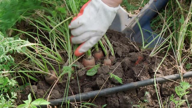 Farmer digs up carrots in garden with shovel. Close-up focused on carrots.