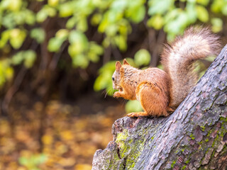 The squirrel with nut sits on tree in the autumn. Eurasian red squirrel, Sciurus vulgaris.