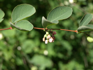 Bush snowberry, Indian currant (Symphoricarpos ) with berries and flowers