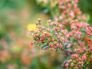 Romantic, soft and beautiful pattern pink hydrangea flowers background