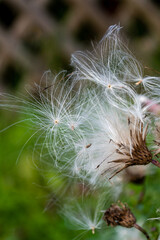 white fluffy thistle seeds ready to scatter in the wind