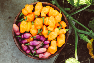 orange and purple hot peppers in a clay plate close-up selective focus