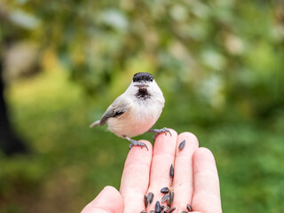 A willow tit sits on hand and eats seeds. Hungry bird willow tit eating seeds from a hand in winter or autumn