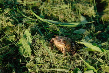 big brown frog in summer