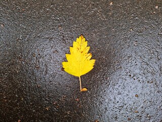 Yellow autumn leaf on wet pavement