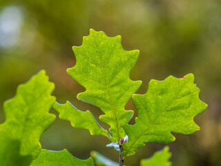 Oak branches with green and yellow leaves in autumn park