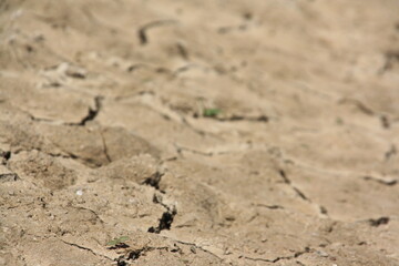 Suelo de pantano cuarteado por la sequía