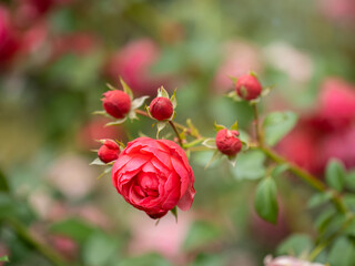 Obraz premium Beautiful red garden rose flower on a green blurred background
