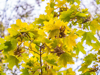 Obraz premium Maple branches with yellow leaves and seeds in autumn, in the light of sunset.