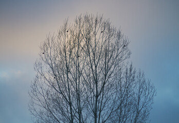 Tree Against Winter Sky