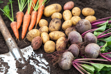 Autumn harvest of fresh raw carrot, beetroot and potatoes with shovel on soil in garden close up. Harvesting organic fall vegetables
