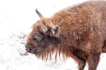 Bison bonasus - European bison walks on snow view from the top. Winter season in Lithuania Europe.European species of bison. It is one of the extant species