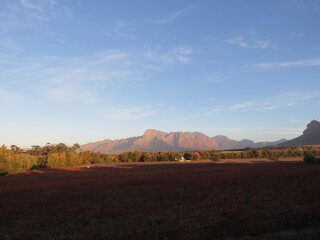Fototapeta na wymiar Winery, Franschhoek, Western Cape, South Africa