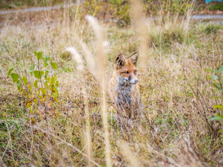 Close up of a red fox Vulpes vulpes, sitting on a path in the forest.