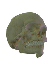 human skull isolated on white