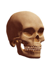 Obraz premium human skull isolated on white